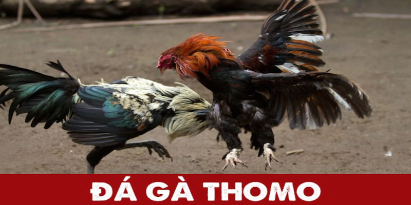 Đá gà thomo HB88